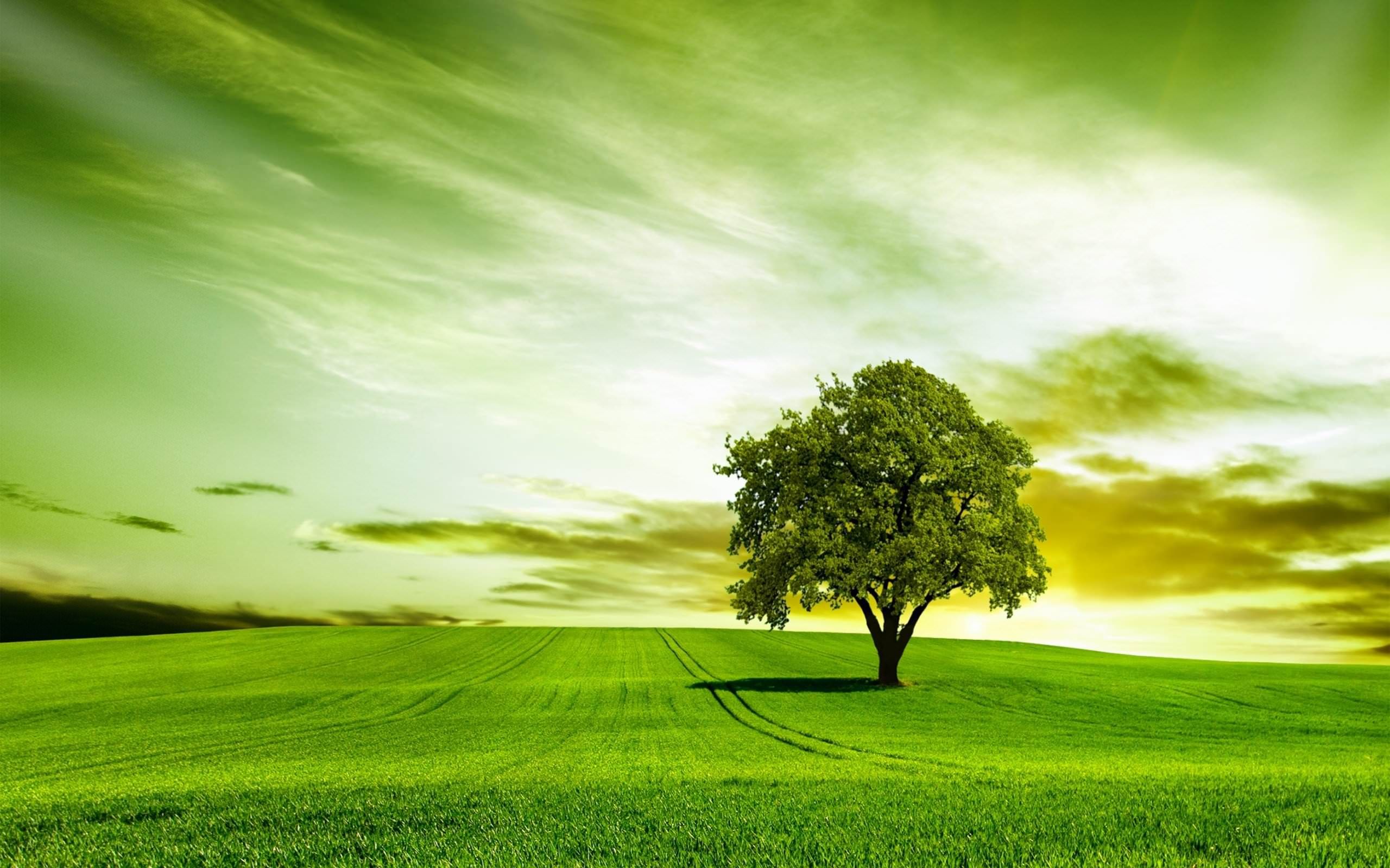 sidr background banner